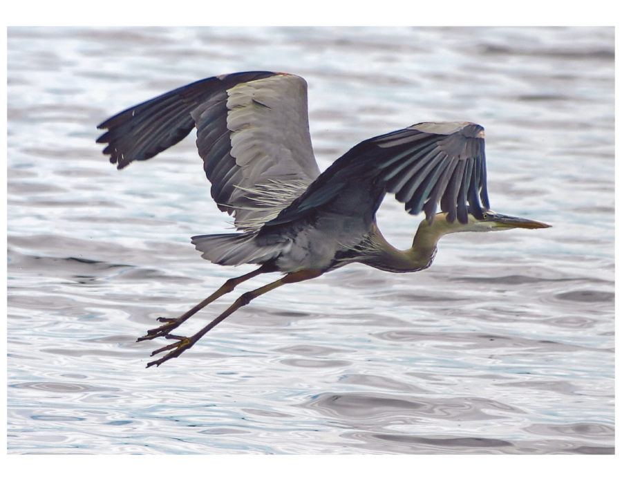 Great Blue Heron in flight