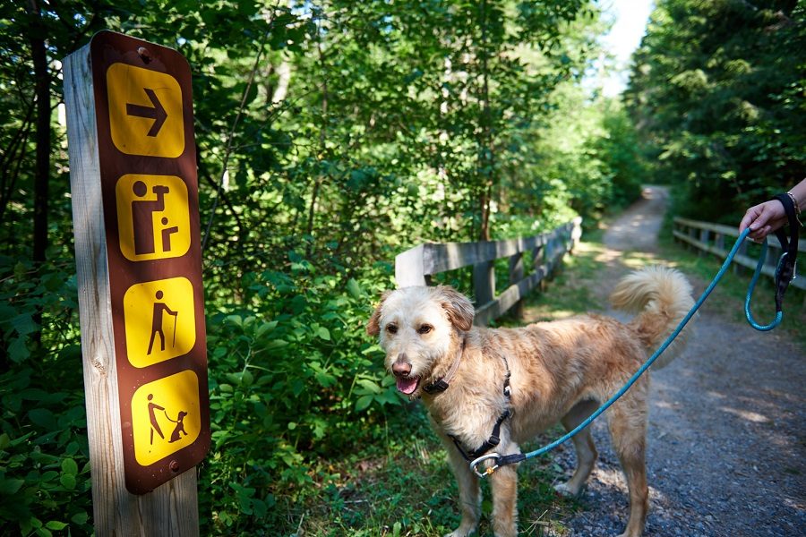 Dog on leash on trail