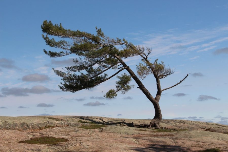 A tree with a strange shape bending to the left.