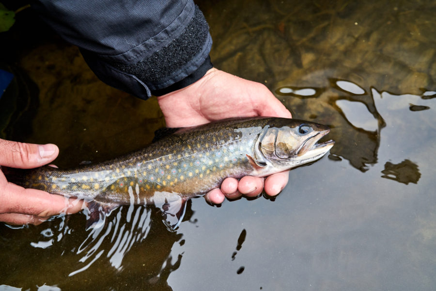 Eric holding a fish he caught just over the water to release.