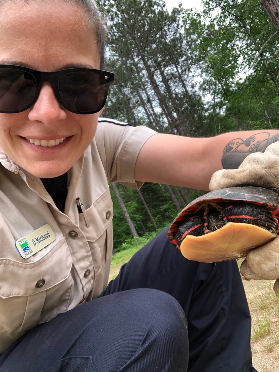 Staff member helping a Midland Painted Turtle cross the road.