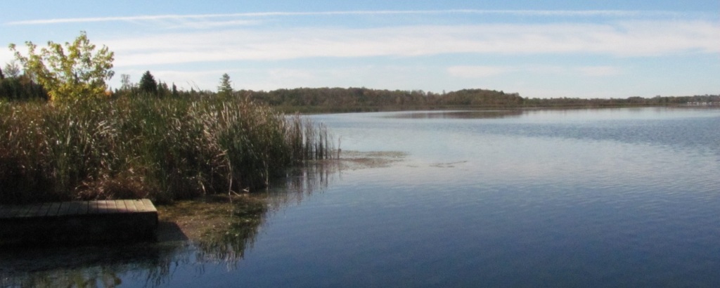 The shoreline of a still body of water on a sunny day