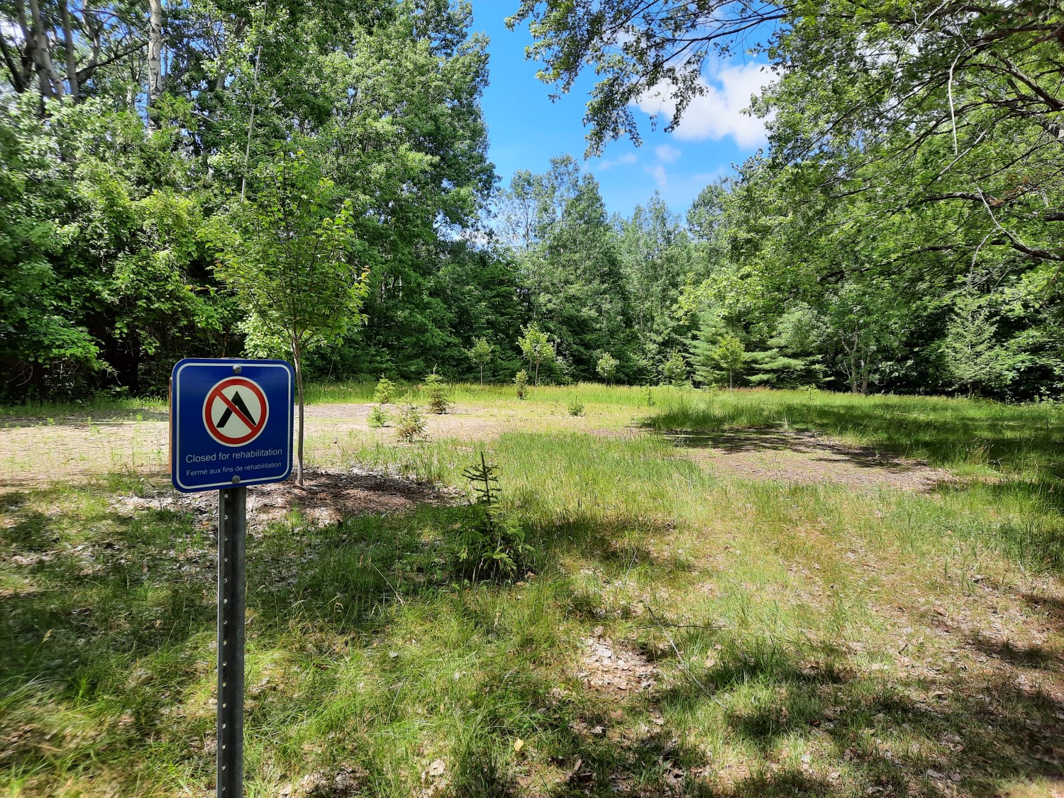 An open area in the forest with small trees planted. There is a sign asking visitors not to walk there, to allow the trees to grow.