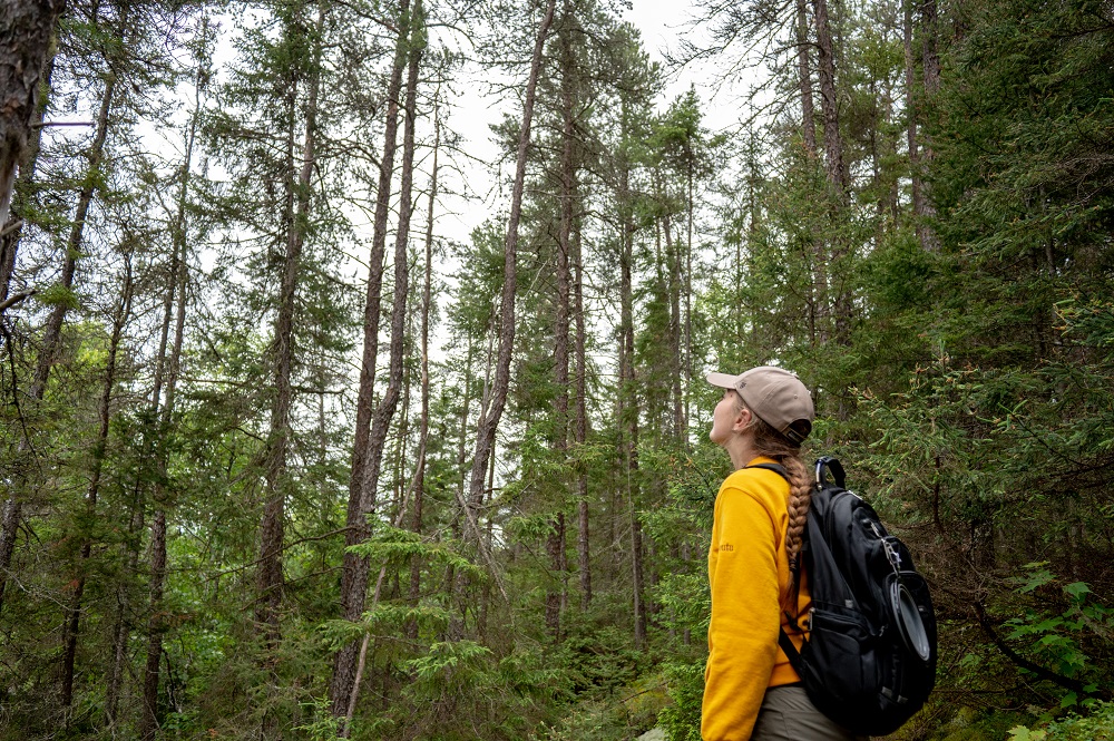 person looking up at forest canopy