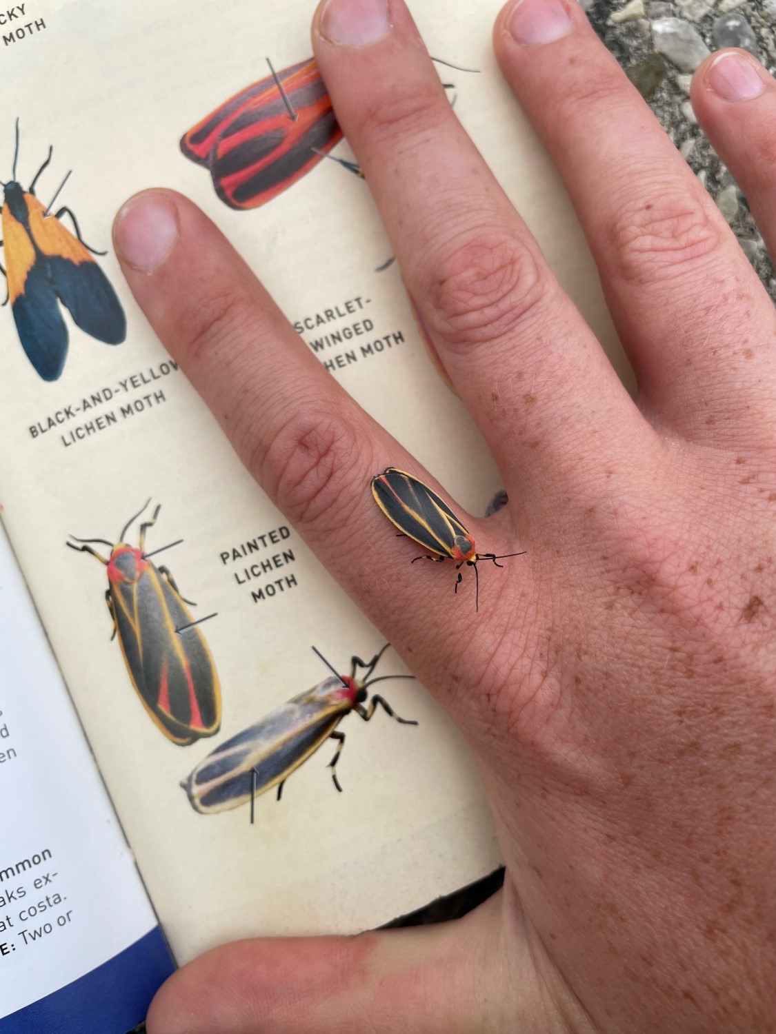 A hand resting against a page in an insect identification book next to the picture of a lichen moth. On the first finger of the hand, a live lichen moth is resting.