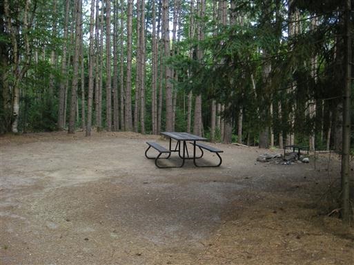 Site 430. Dirt floor surrounded by tall pine trees.