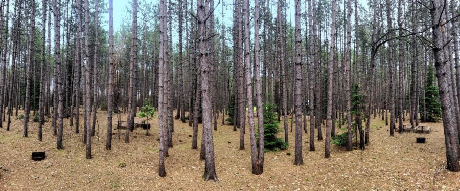 View of the tall pines in the pine campground.