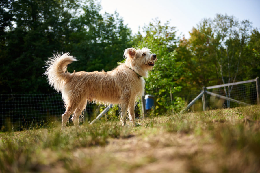 Dog at off leash exercise area