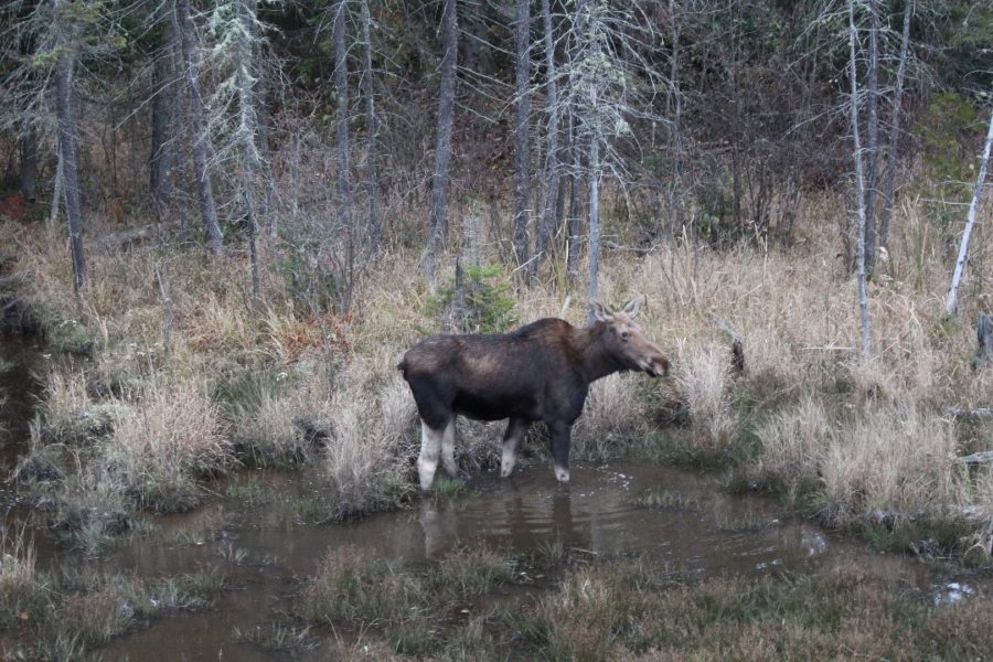 A moose standing isolated among some bare trees. 