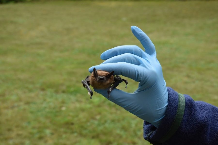 Staff member carefully holding a bat.