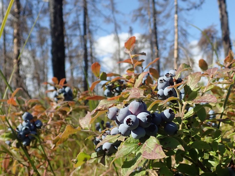 wild blueberries