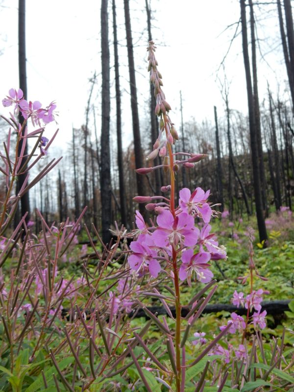 plant with bright pink flowers