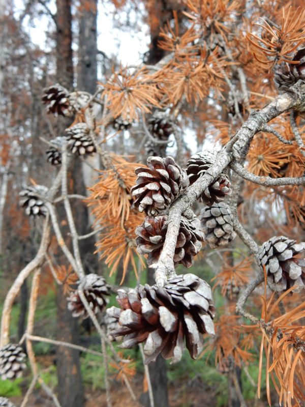 Jackpine cones requiring fire to open and release seeds