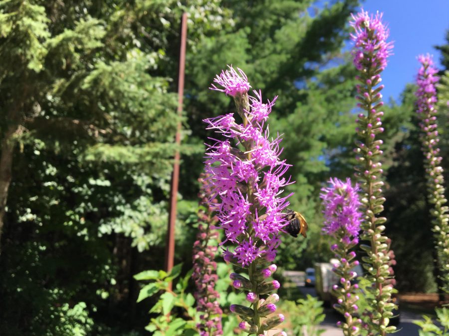 Dense blazing star.