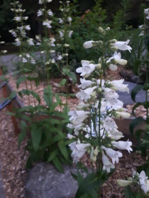 Foxglove Beardtongue.