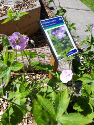 Wild Geranium.