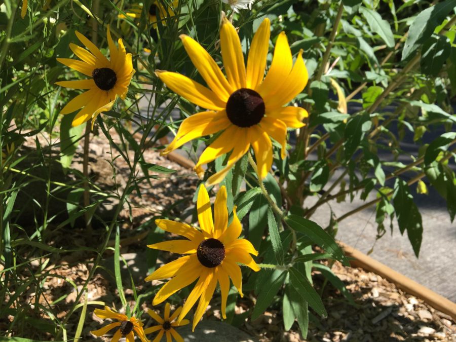 Black-eye susan.