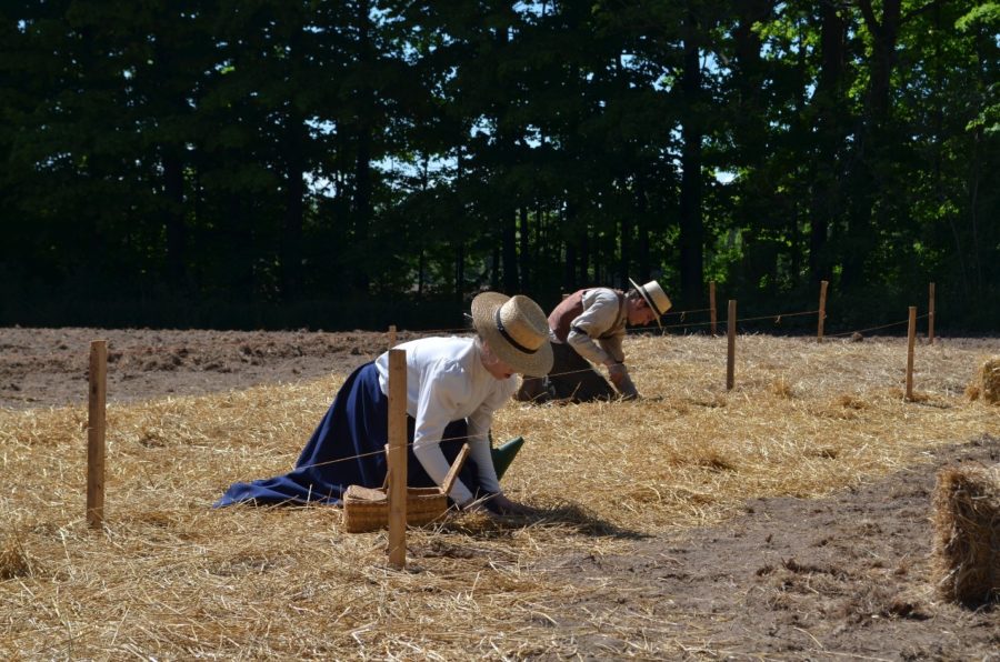 Staff members tending to the crops in the fields.