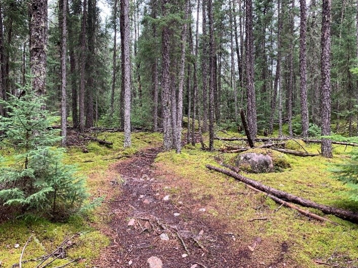 View of Rock Point Trail at Blue Lake Provincial Park.