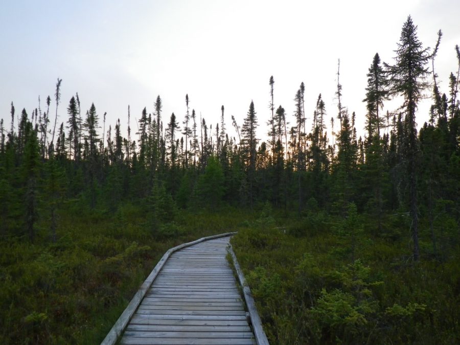 Picture from along the trail.