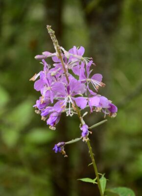 A tall flowering plant with light purple petals blooming off a single stem