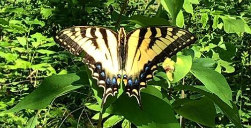 Picture of a yellow butterfly.