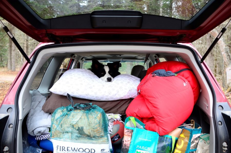 Sitka looking out the back of the vehicle laying her head on the pillow.