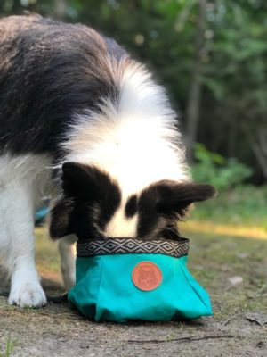 Sitka eating out of her food bowl.