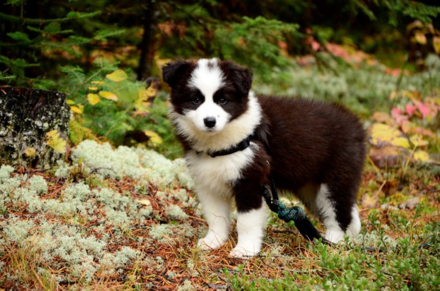 Sitka standing pretty for a photo on her first hike.