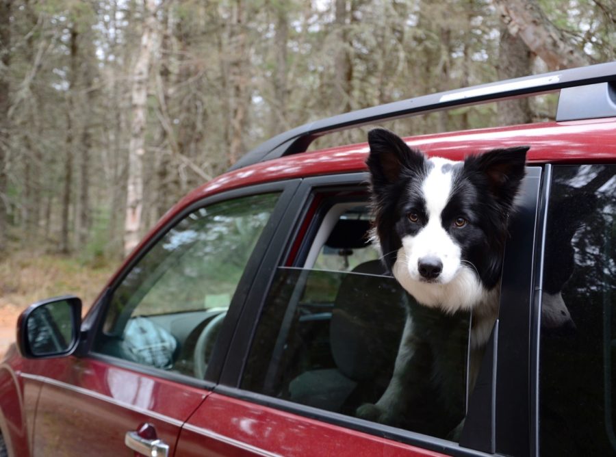 Sitka with her head out the window of the car.