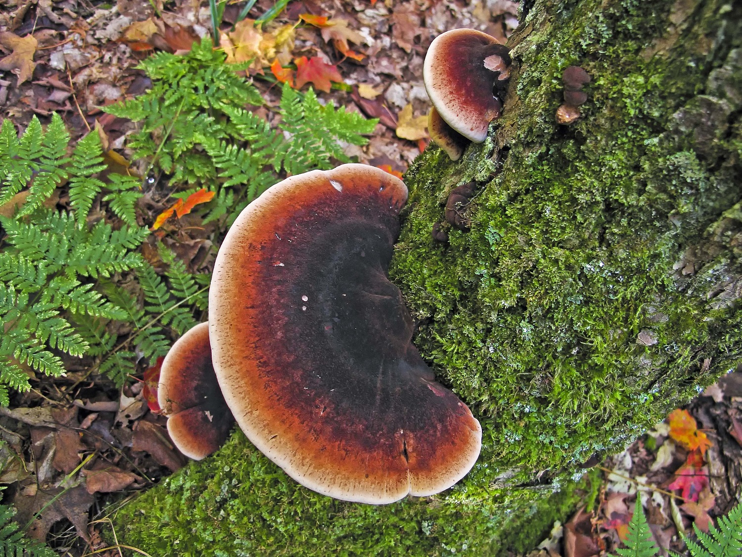 fungi on tree