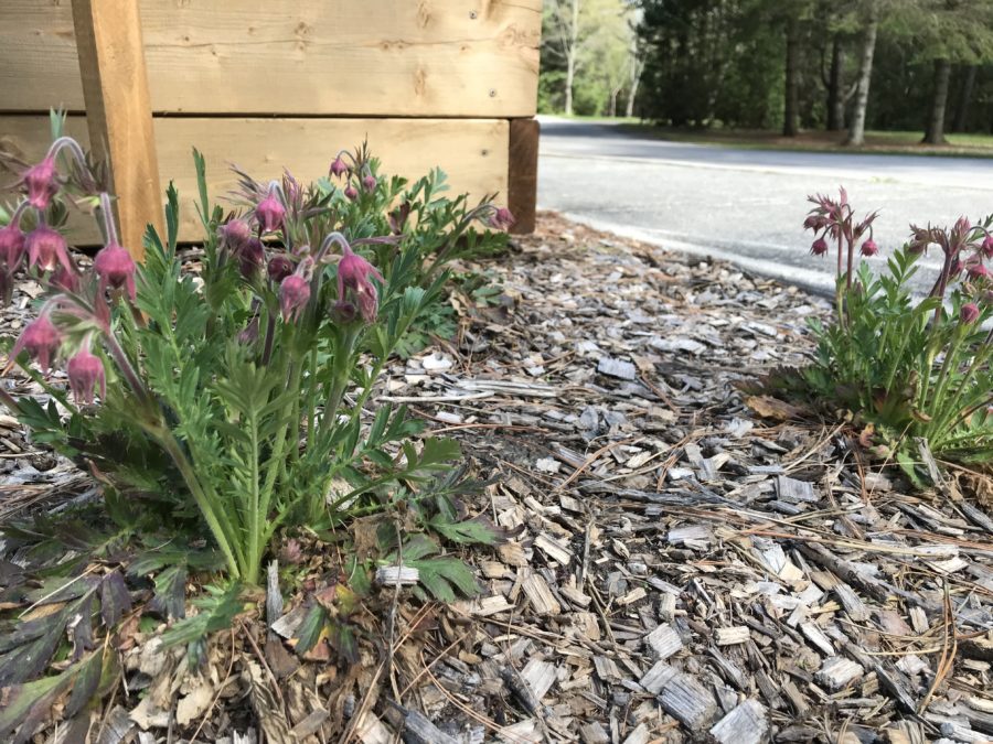 Prairie Smoke