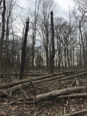 Image showing the damage these invasive species cause. Several fallen trees and stands with the crown snapped off.