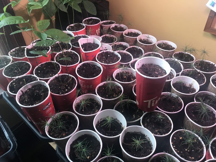 Picture showing the small trees growing in their cups.