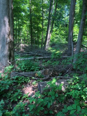 Photo showing forest floor slowly coming back after recent tree cutting.