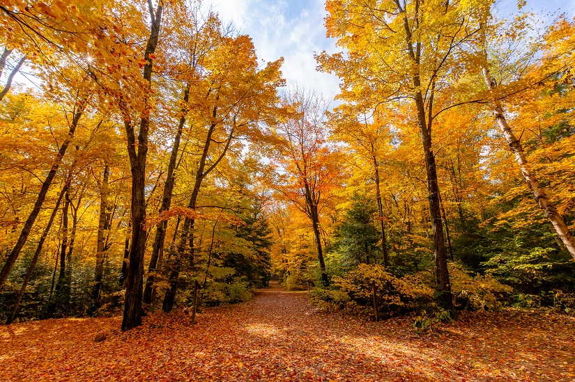 Park road in fall.