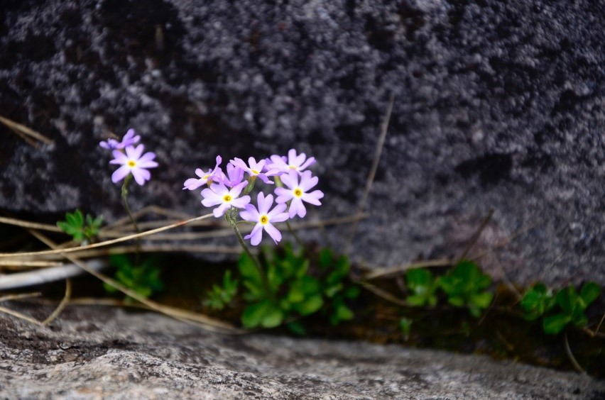 Bird's-eye Primrose, an arctic disjunct species.