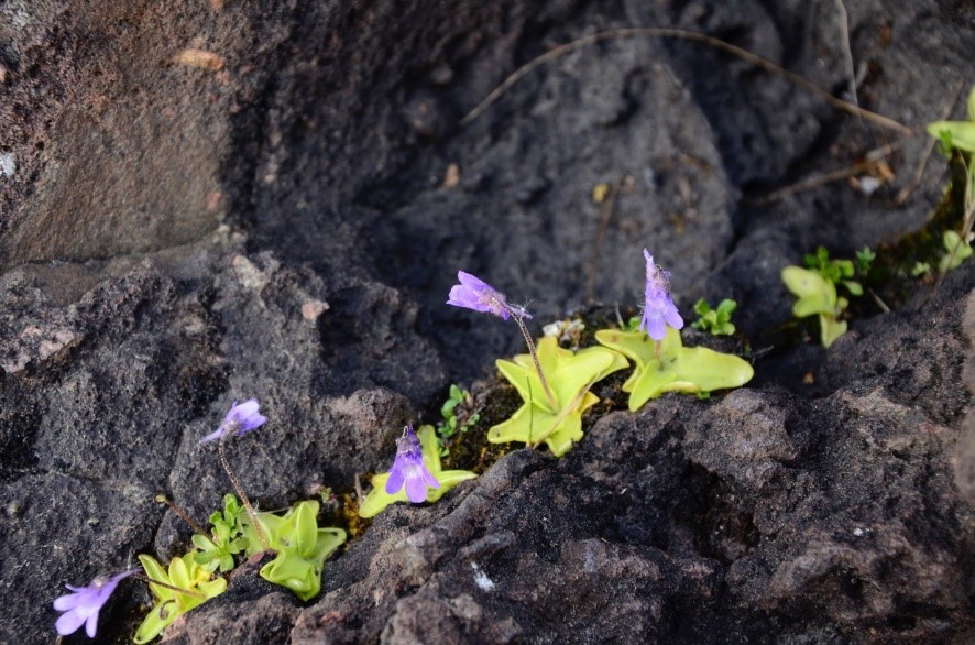 Butterwort, a carnivorous Arctic Disjunct plant on the Under the Volcano Trail.