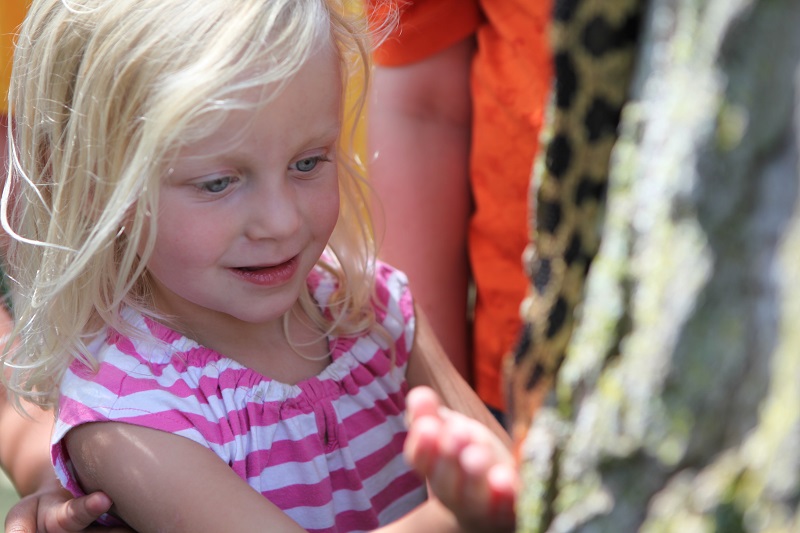 Little girl looks at snake at Discovery Program