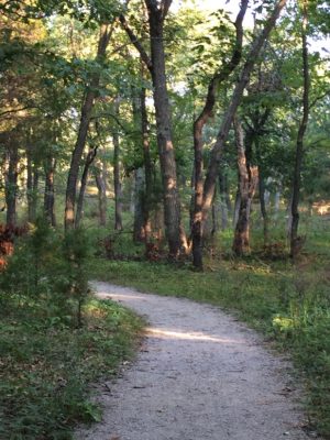 A trail with trees after a prescribed burn