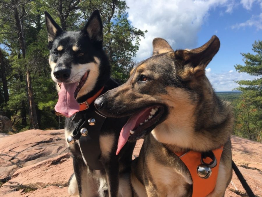 Two dogs at top of the trail.