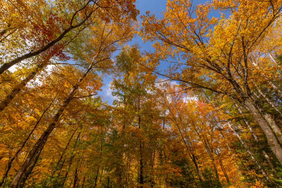 View of the fall colours.