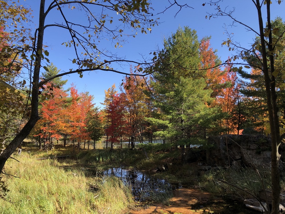 fall colours