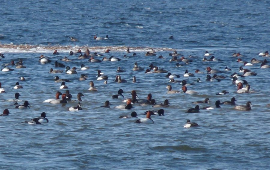 Many ducks in the water.