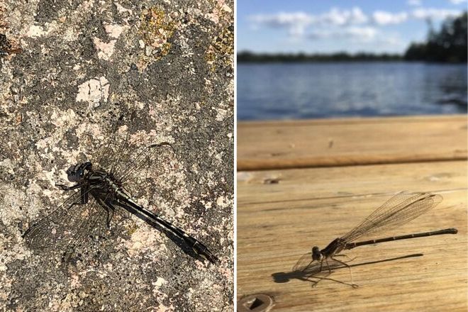 Dragon fly on left and damselfly on the right.