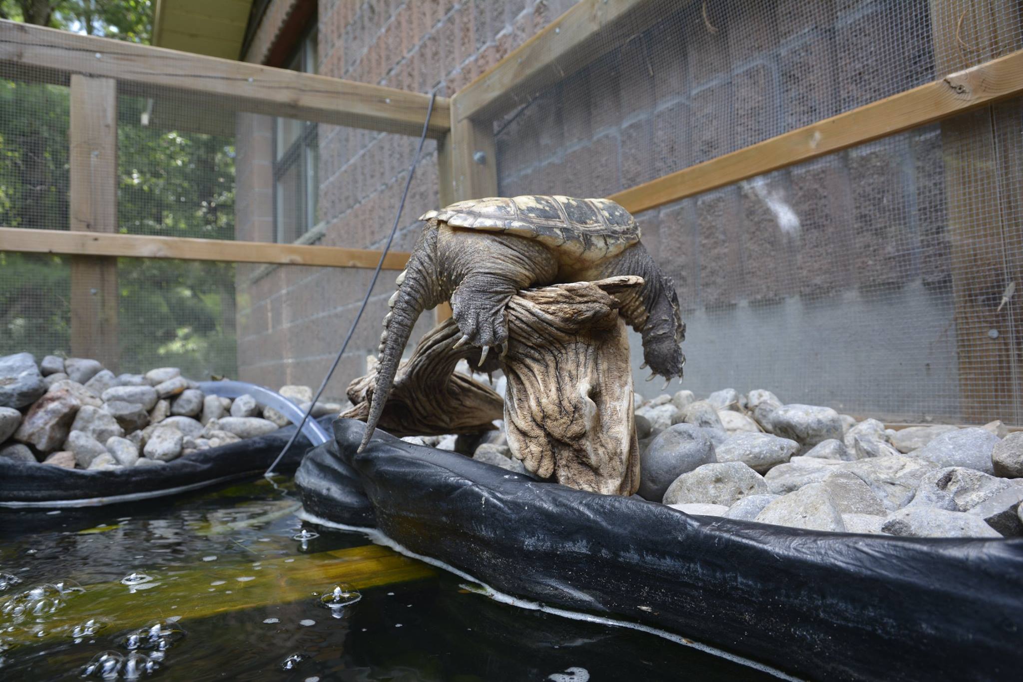 Spike basking on log.