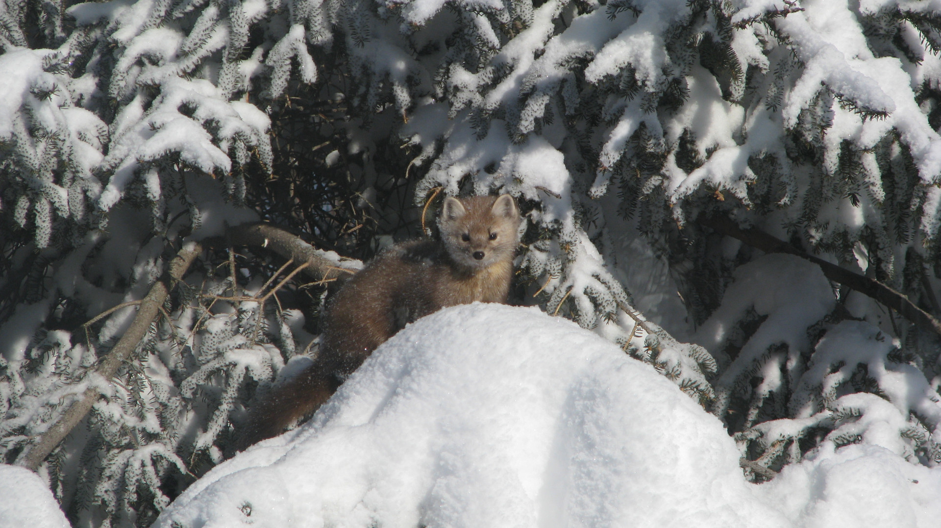 Pine Marten in snow.