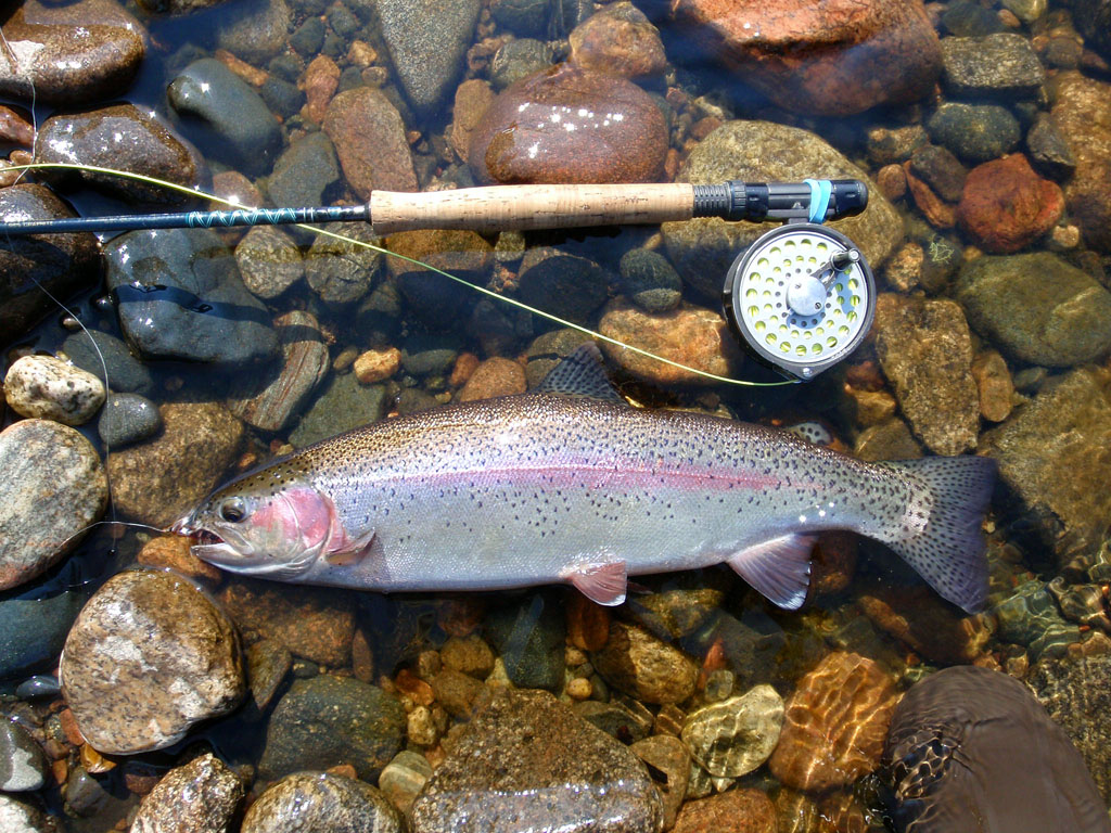 Lake Trout