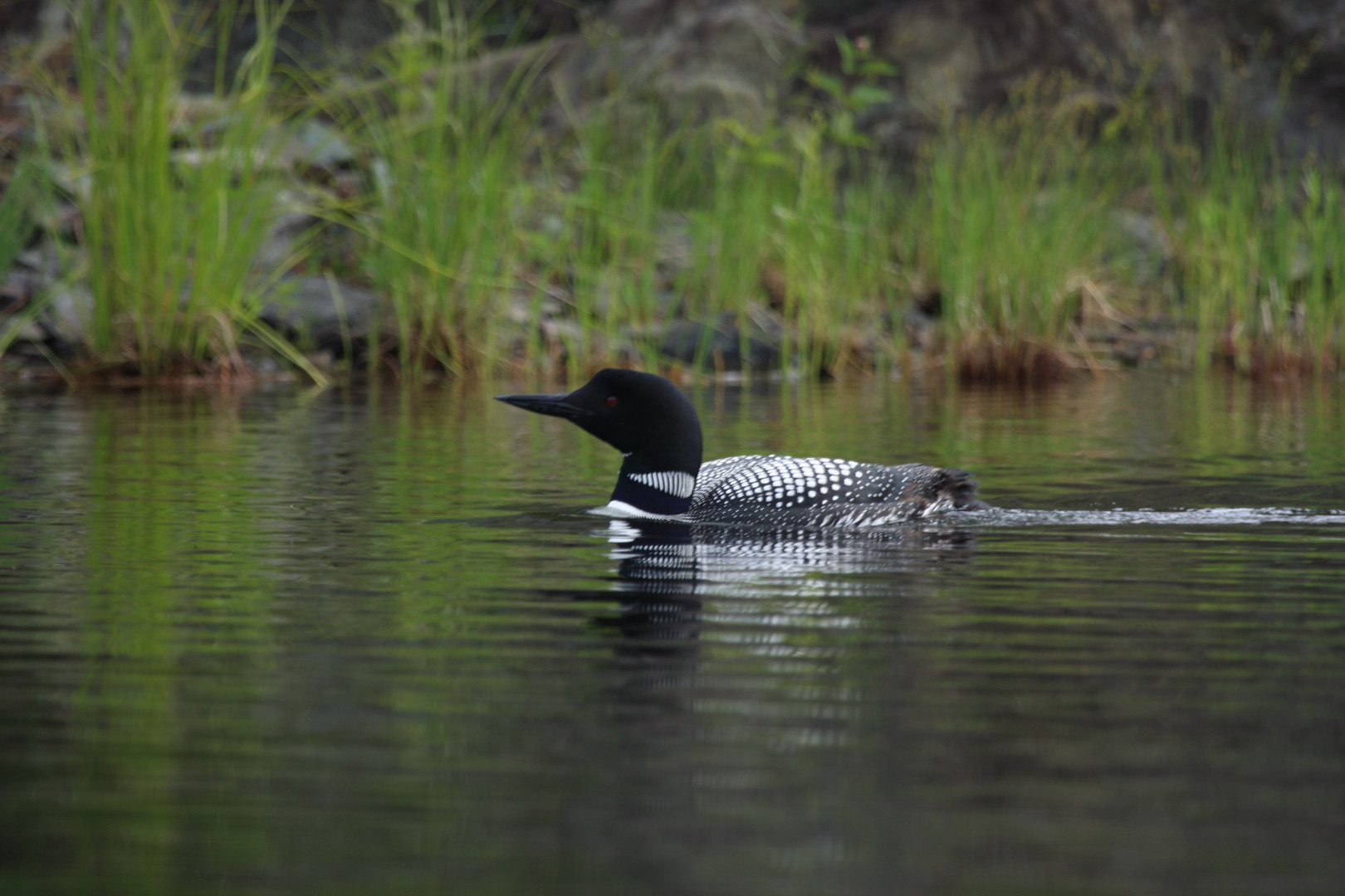 Common Loon.