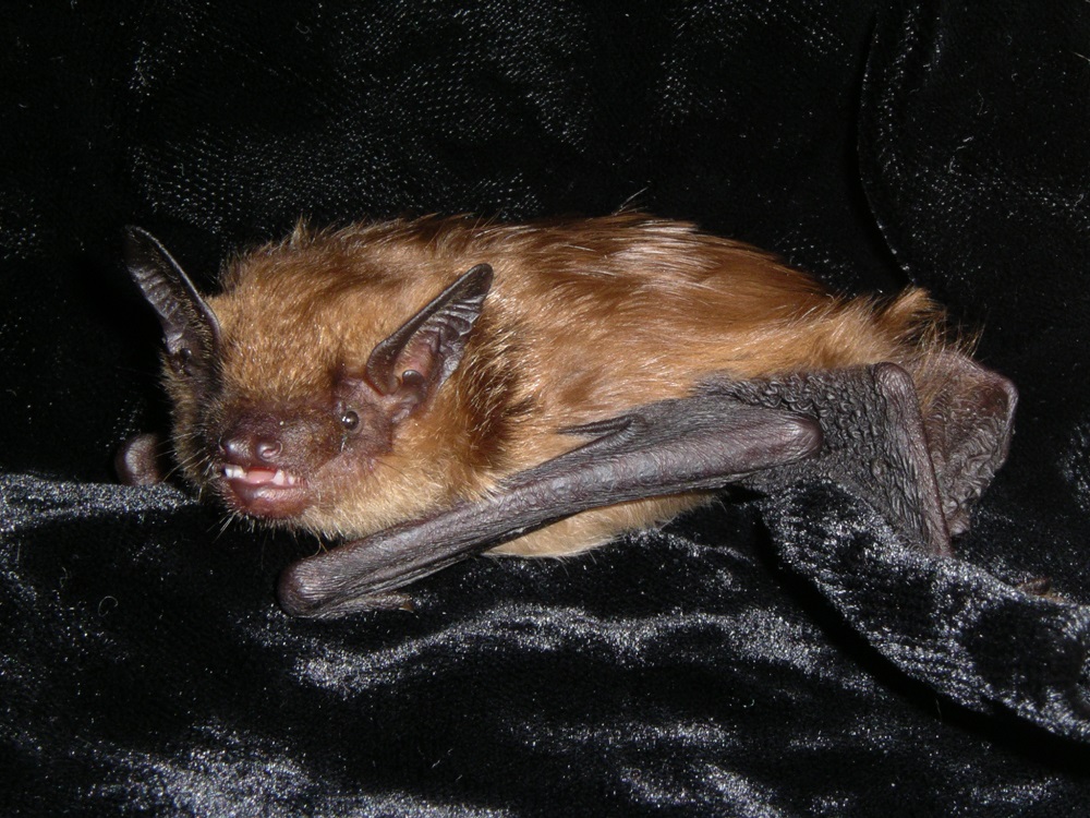 brown bat